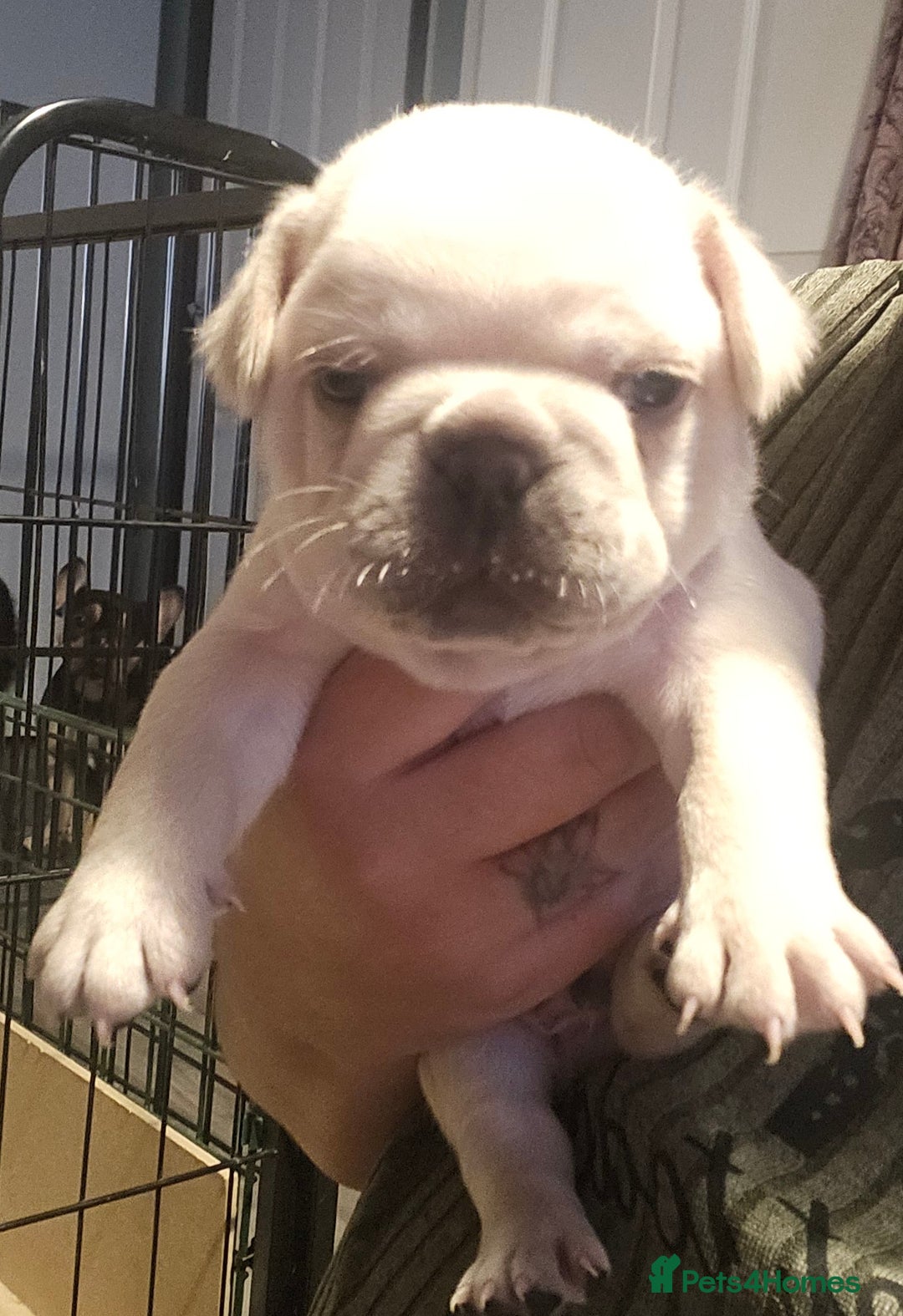 French Bulldog dogs for sale: French bulldog puppies - Image 5