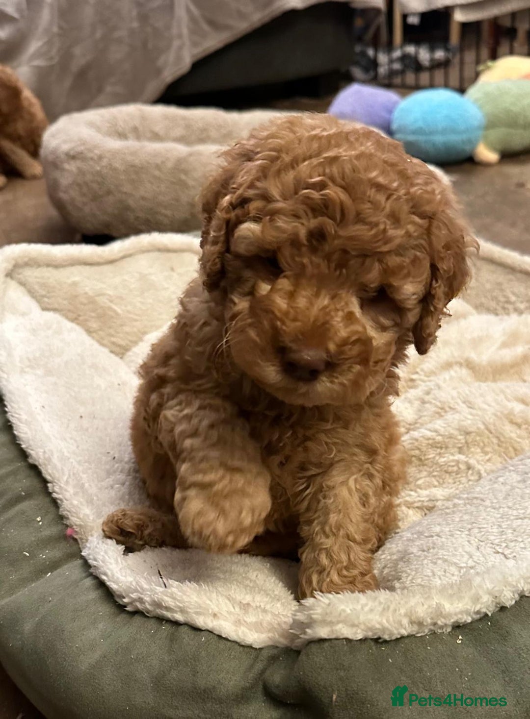 Australian Labradoodle dogs for sale: Australian Labradoodle Puppies - Advert 2