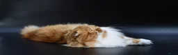 Scottish Fold cats for stud: RoyalOwl Yoshi: Scottish Fold Longhair Stud  - Advert 5