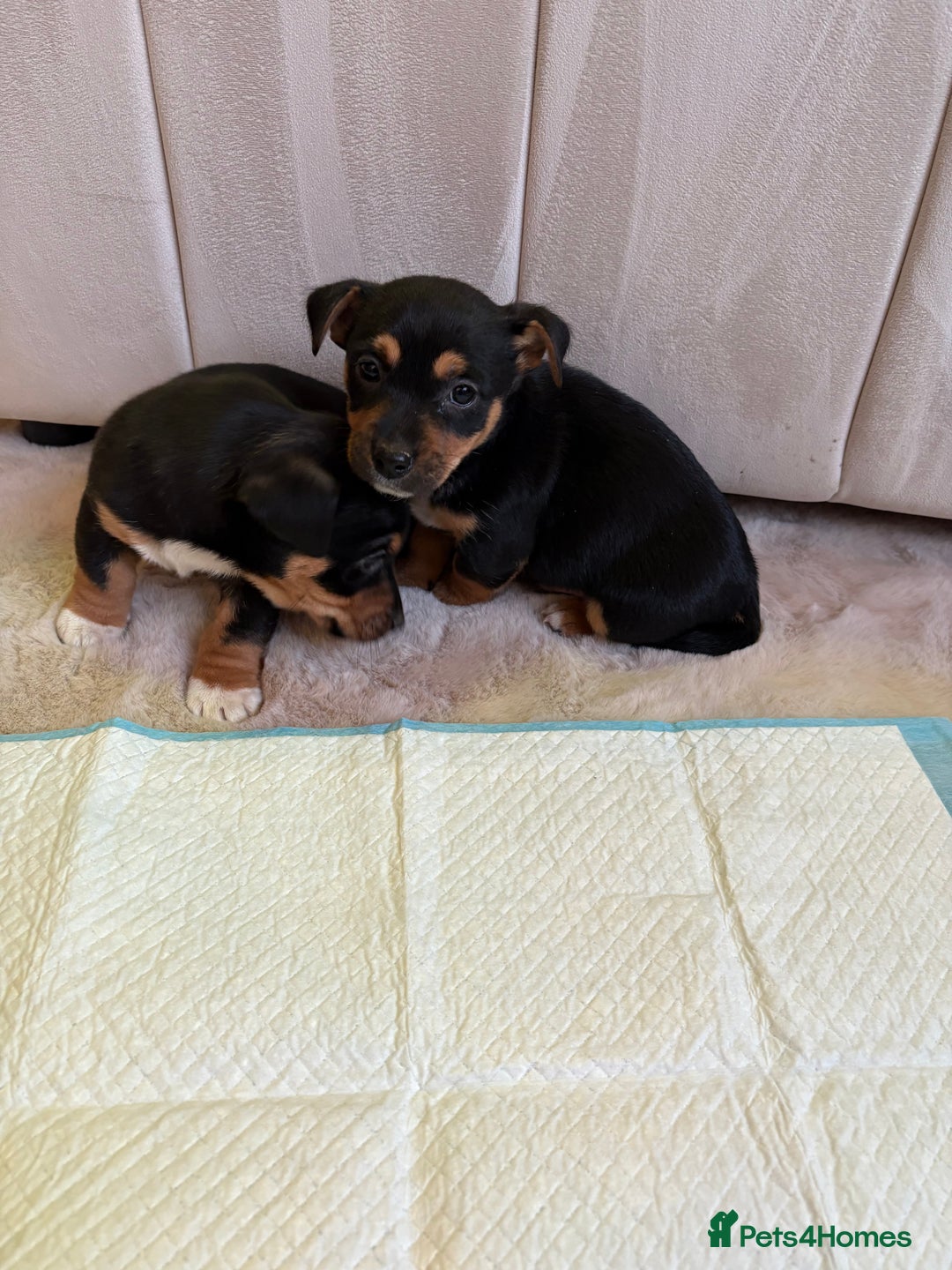 Jack Russell dogs for sale: Jack Russell puppy’s  - Advert 7