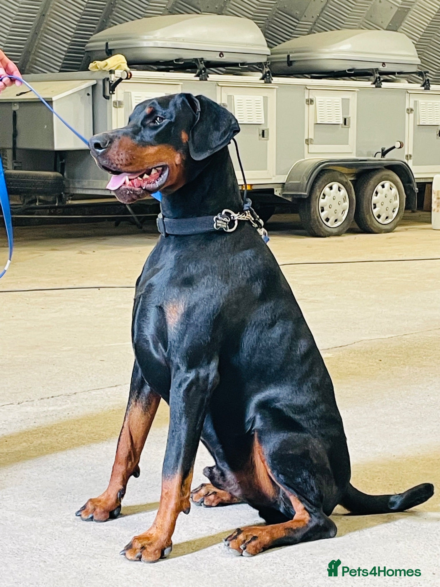 Dobermann dogs 1YO Male - FULLY HEALTH & HEART TESTED PARENTS - Advert 13