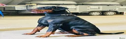 Dobermann dogs for sale: 1YO Male - FULLY HEALTH & HEART TESTED PARENTS in Whitland - Advert 1
