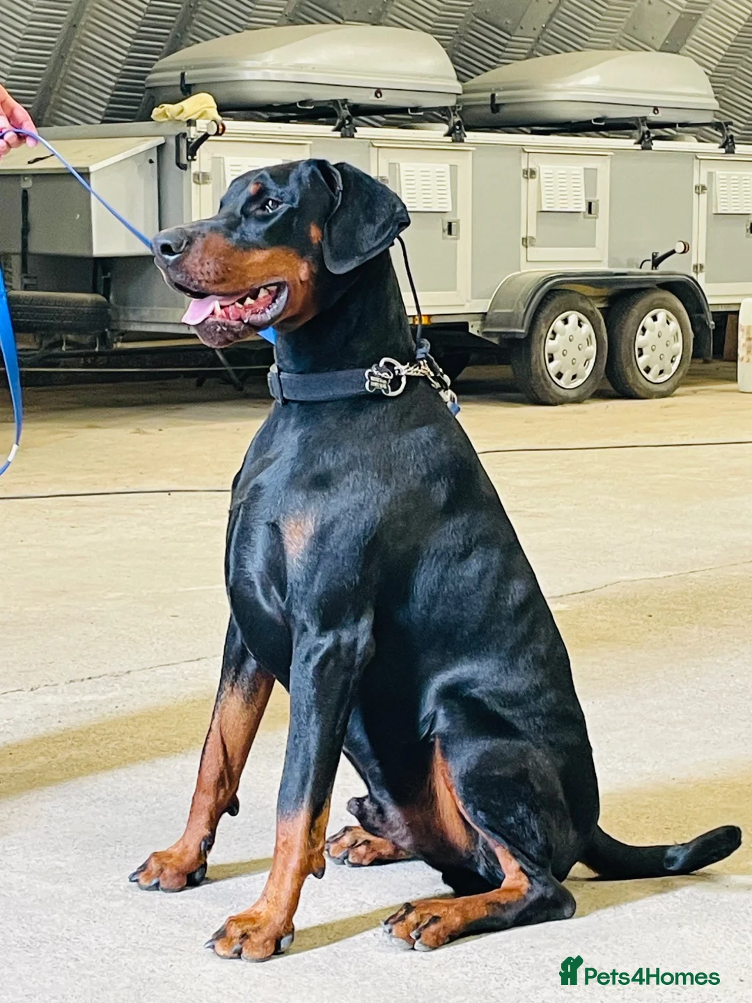 Dobermann dogs for sale: 1YO Male - FULLY HEALTH & HEART TESTED PARENTS in Whitland - Advert 1