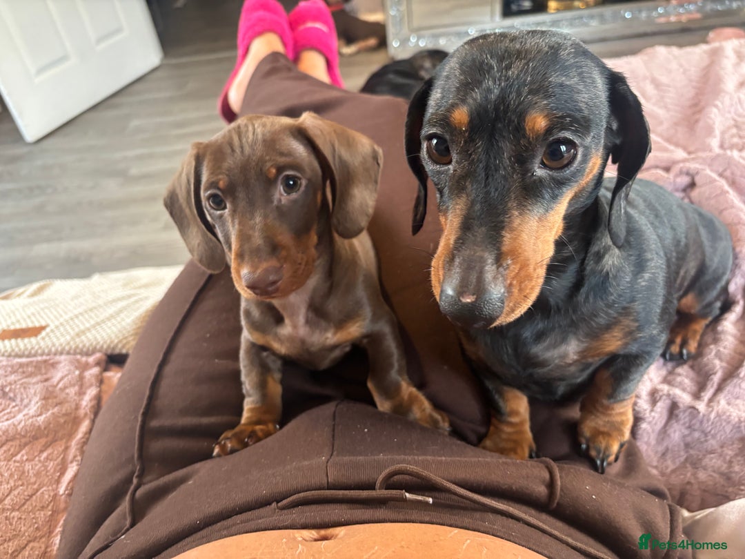 Miniature Dachshund dogs for sale: Beautiful little Chocolate boy 💙 - Advert 6