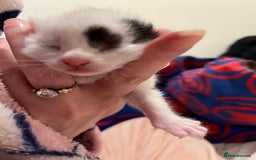 British Shorthair cats for sale: Kittens for sale - Image 6