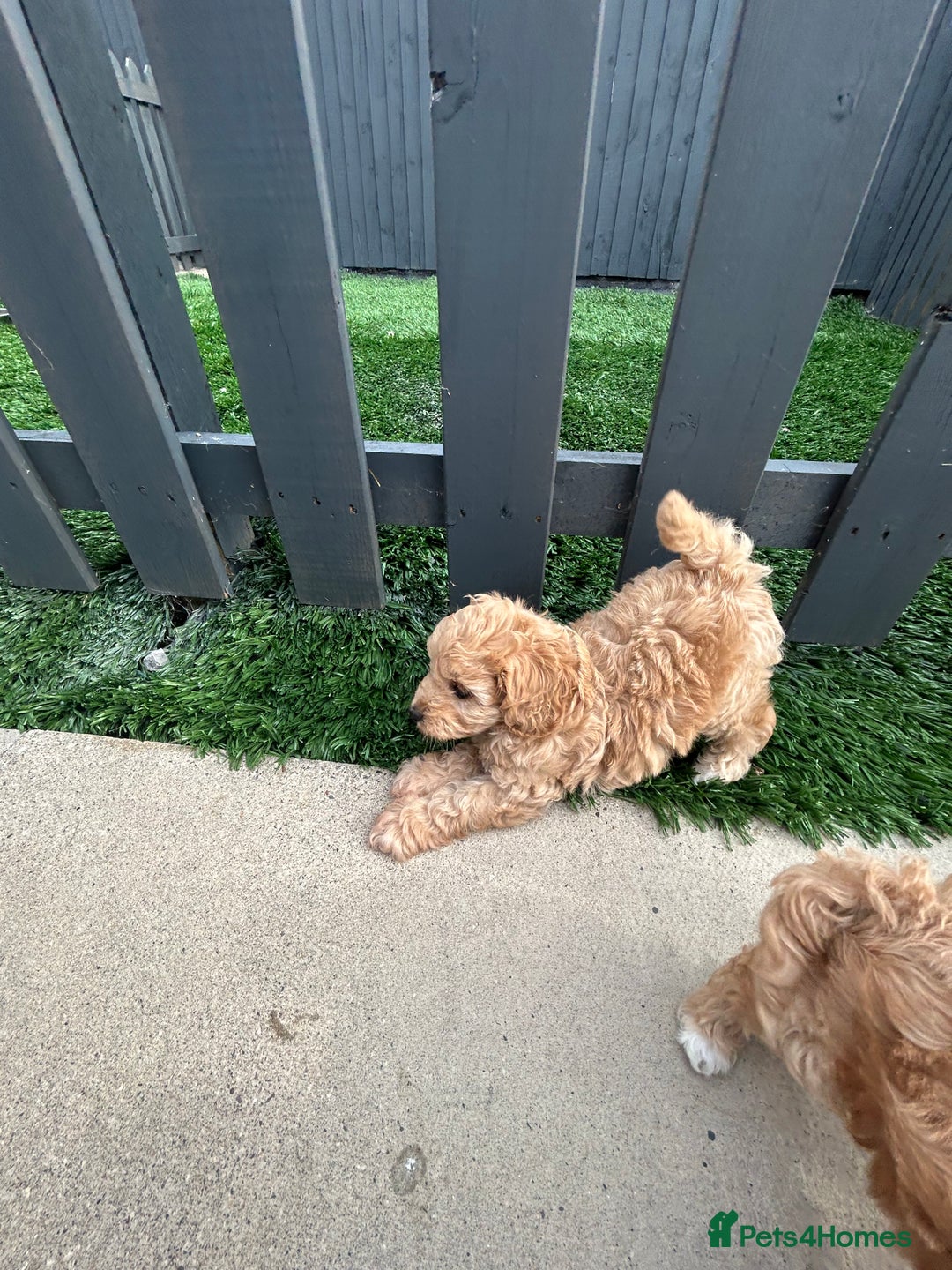 Cockapoo dogs for sale: Beautiful small  cockapoo puppies  - Image 18