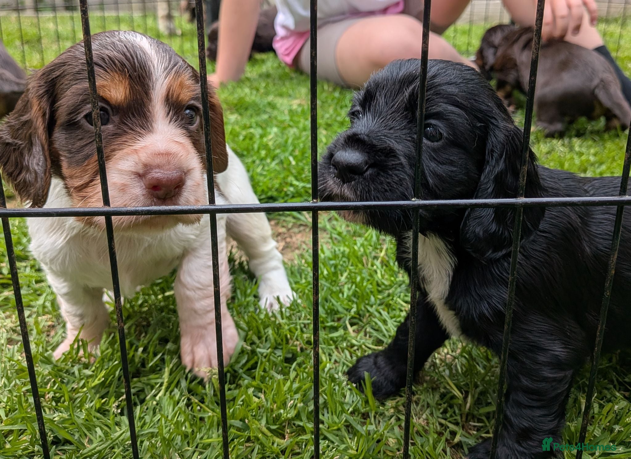 Cocker Spaniel dogs Beautiful cocker spaniel puppies  - Advert 11