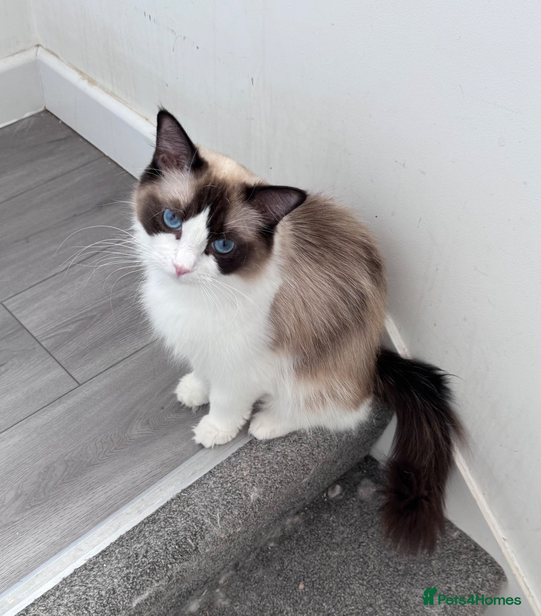 Ragdoll cats Beautiful TICA registered Ragdoll kittens  - Advert 2