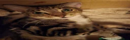 Bengal cats for sale: Beautiful Bengal Kittens For Sale  - Advert 9