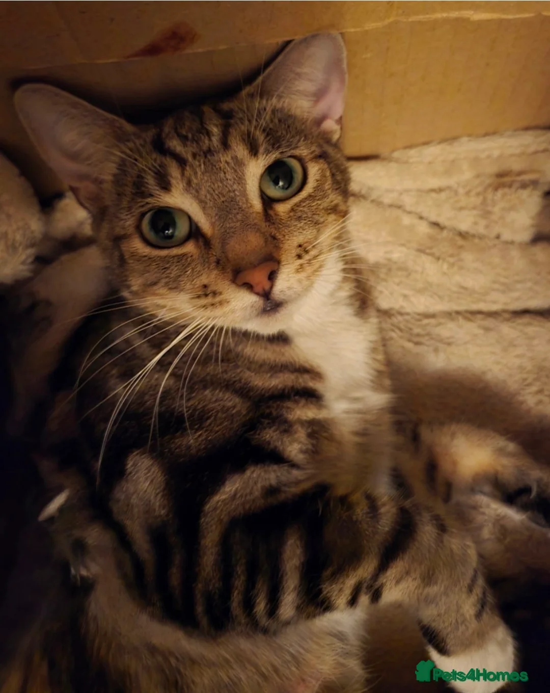 Bengal cats for sale: Beautiful Bengal Kittens For Sale  - Advert 9
