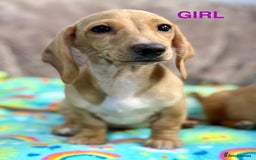 Dachshund dogs for sale: Dachshunds - Image 6