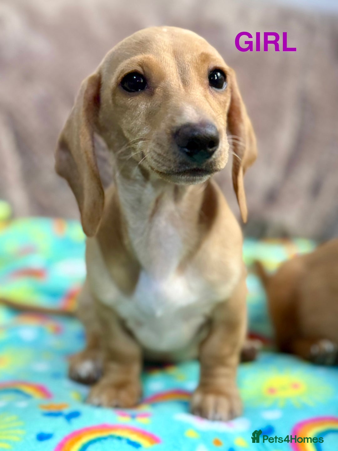Dachshund dogs for sale: Dachshunds - Image 6