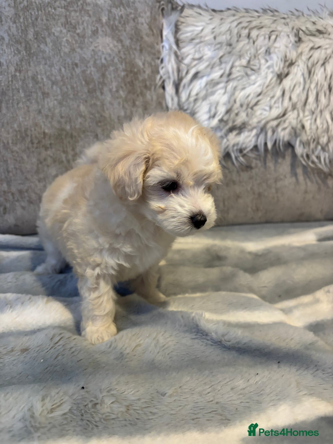 Maltipoo dogs for sale: Beautiful little maltipoo  - Advert 17