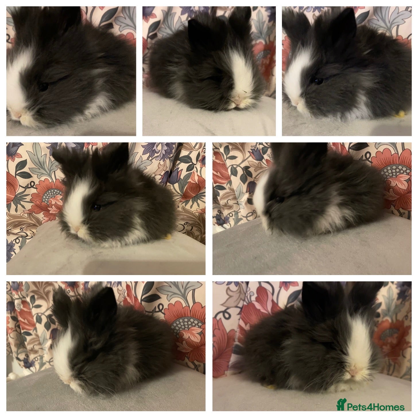 Lionhead rabbits for sale: Perfect little boy 💙 8weeks old x - Advert 3