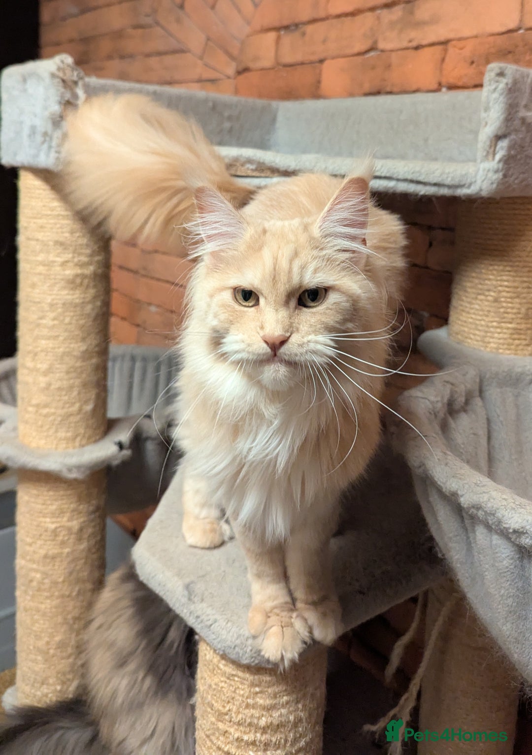 Maine Coon cats for sale: Maine coon females  - Advert 4