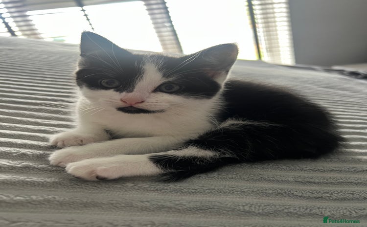Mixed Breed cats in Thornton Heath - Advert 11
