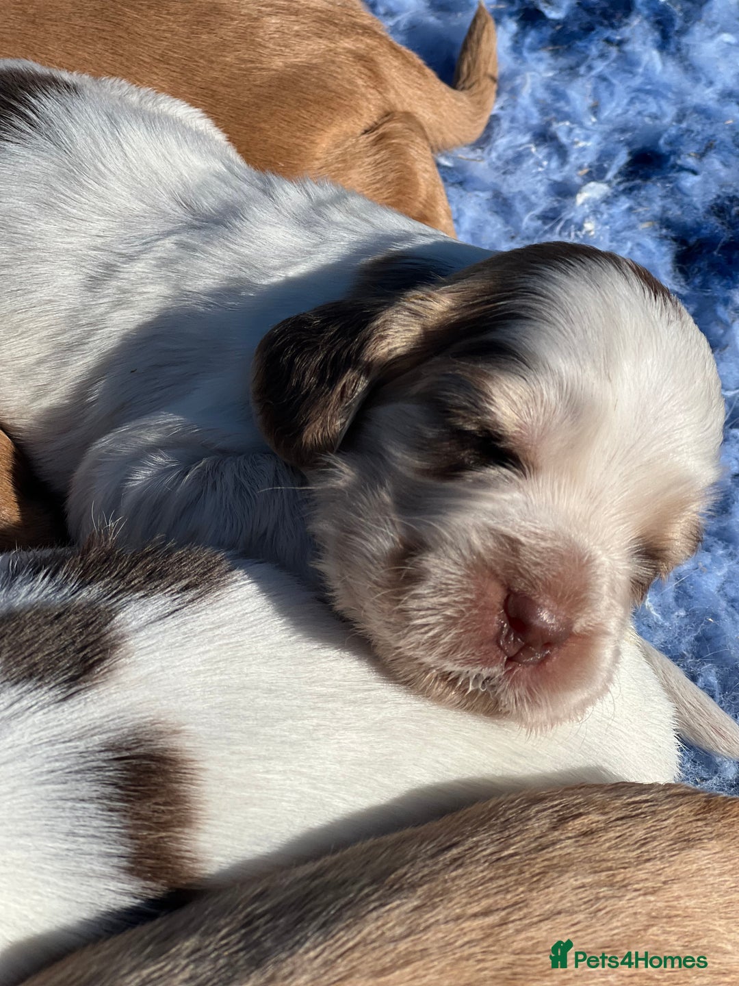 Cocker Spaniel dogs for sale: 🐾Gorgeous Cocker Spaniel Puppies 🐶🐾 - Image 7