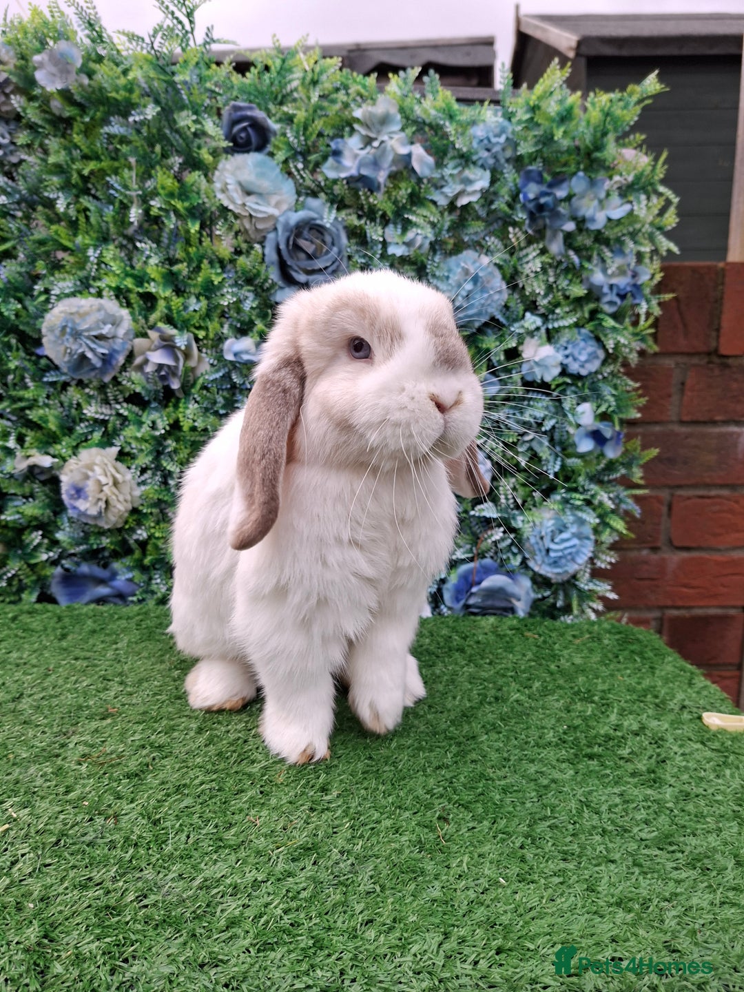 Mini Lop rabbits for sale: Lilac frost point mini lop buck  - Advert 6