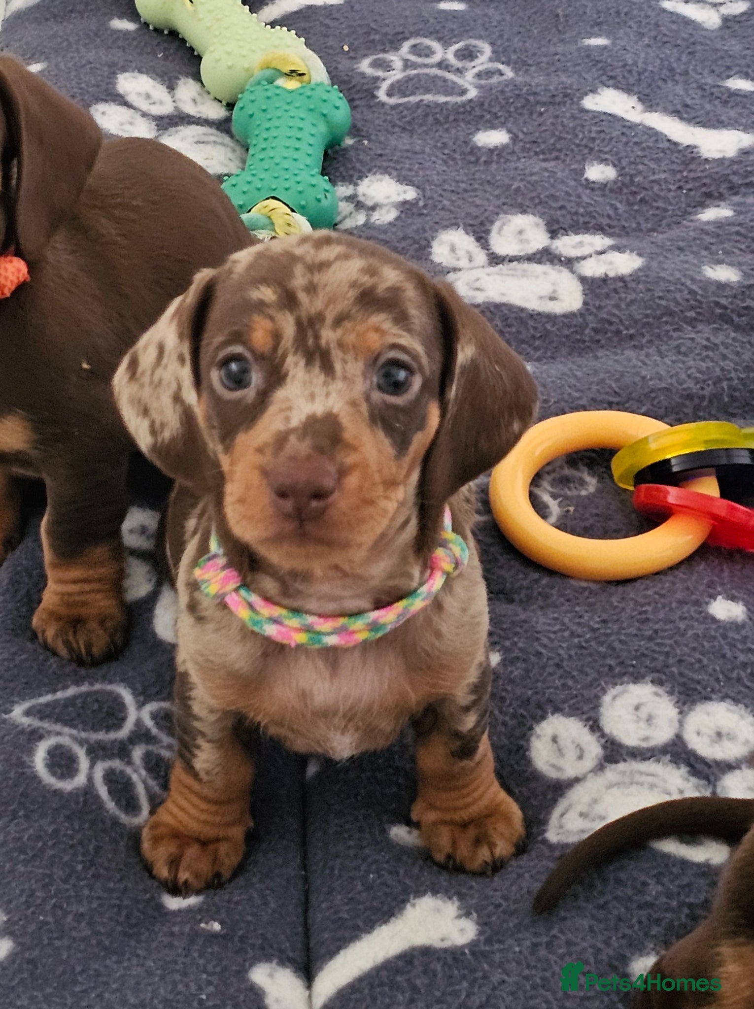 Dachshund dogs Stunning puppies, kc registered parents  - Advert 2