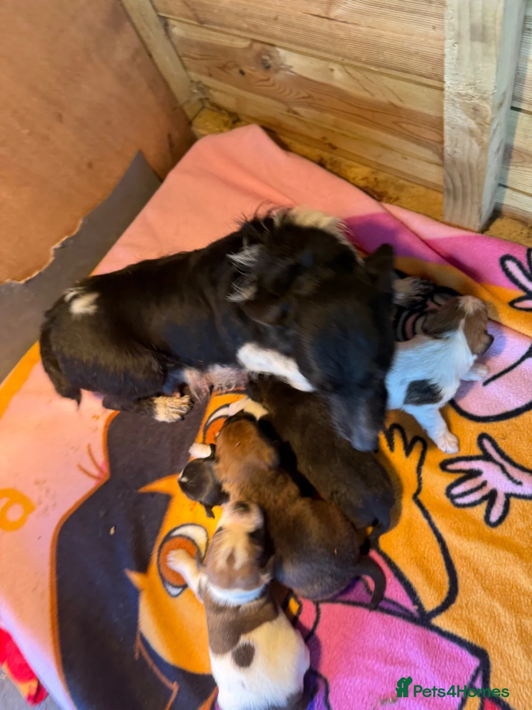Jack Russell dogs for sale: Two beautiful pure jack Russels  - Advert 7