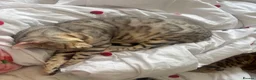 Bengal cats for sale: Bengal cats for sale  - Advert 2