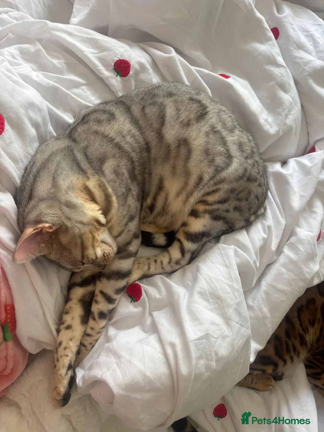 Bengal cats for sale: Bengal cats for sale  - Advert 2