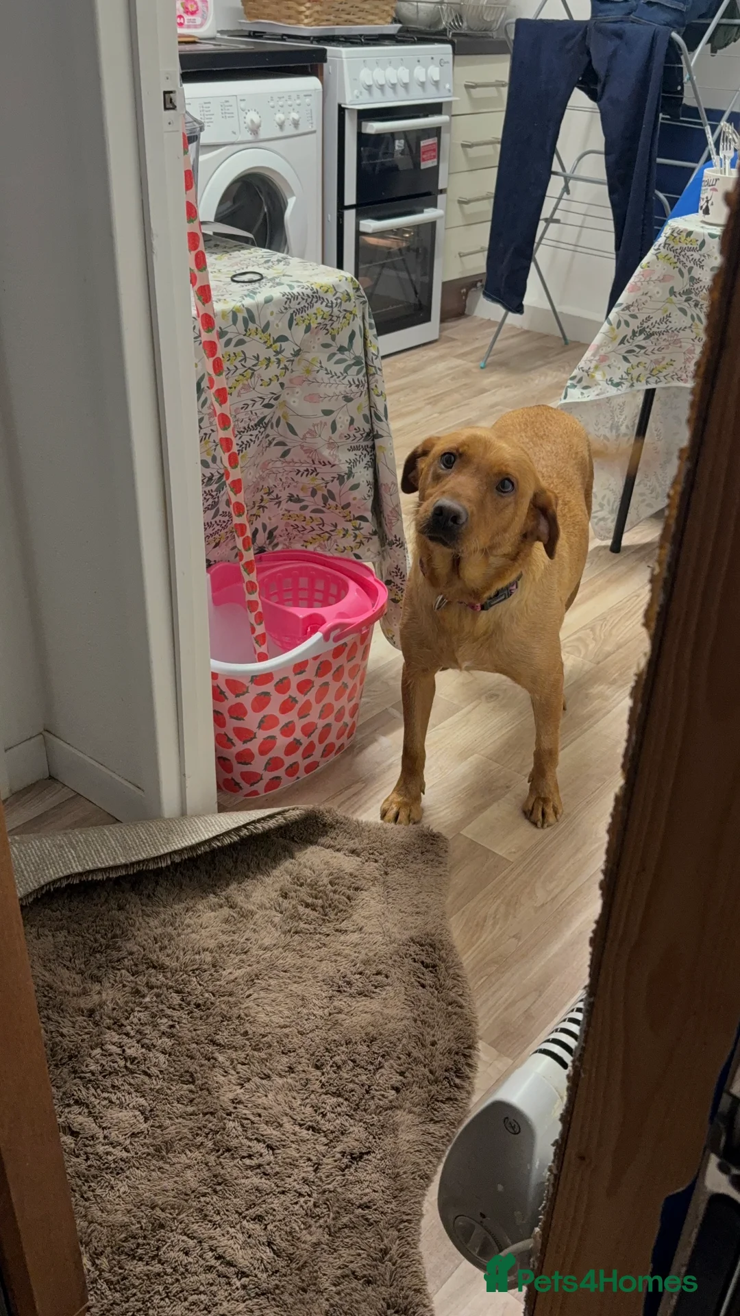Labrador Retriever dogs for sale: Red fox Labrador girl for sale  in Carlisle - Advert 3