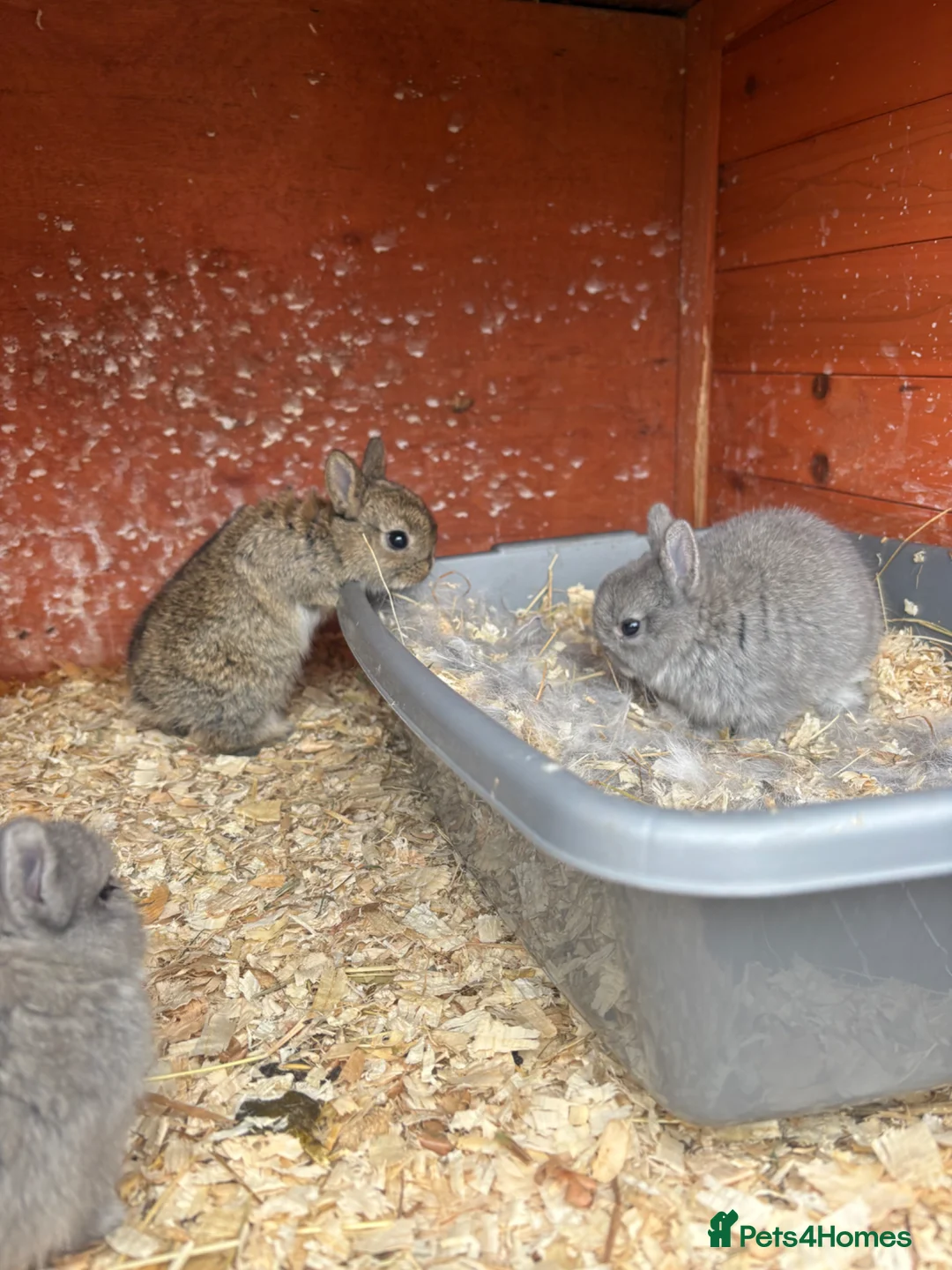 Netherland Dwarf rabbits for sale: Netherland dwarf rabbits - Advert 8