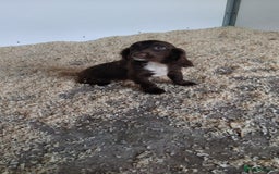 Cocker Spaniel dogs for sale: Fully vaccinated, Working type kc cocker spaniels - Image 22