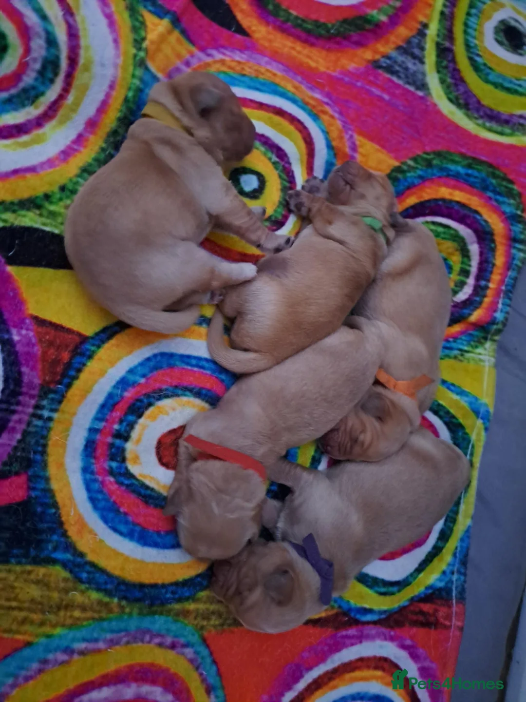 Golden Retriever dogs for sale: Golden Retriever Puppies looking for new homes in Ascot - Advert 10