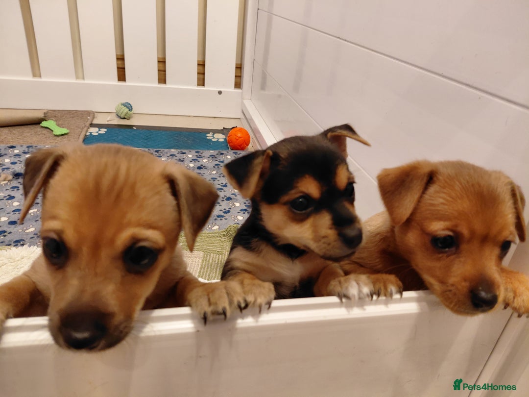 Jack Russell dogs for sale: Jack Russell Puppies - Advert 23