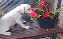 Boxer dogs for sale: KC Registered and ONLY 4 Left! See my 5* reviews - Image 17