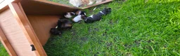 Guinea Pig rodents for sale: Baby Guinea pig's Boys - Advert 3