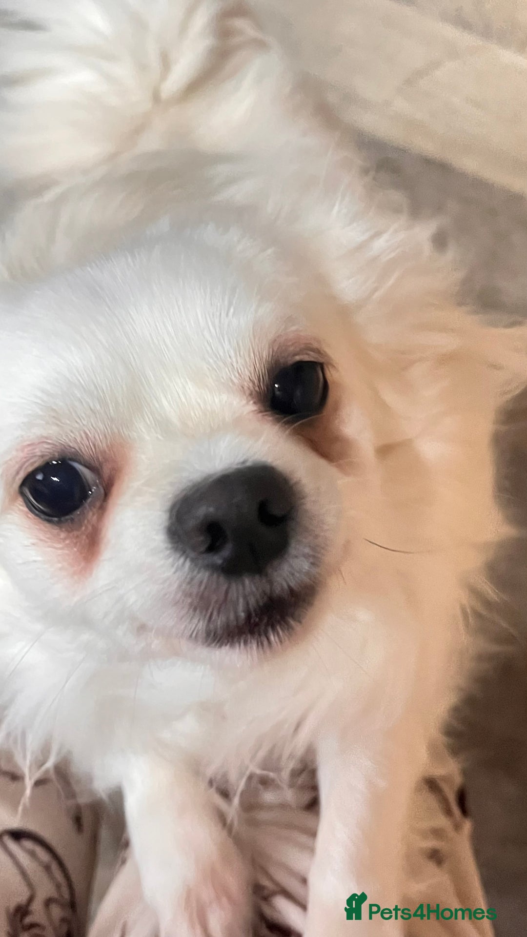 Chihuahua dogs for sale: Chihuahua boy  - Advert 2