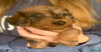 Miniature Dachshund dogs - Advert 2