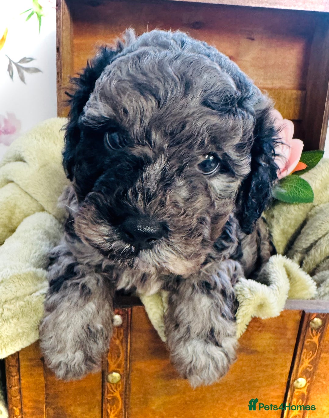 Cavapoochon dogs for sale: F1b Cavapoochon  - Image 1