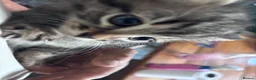 British Shorthair cats for sale: Friendly family-raised kittens ready now  - Advert 4