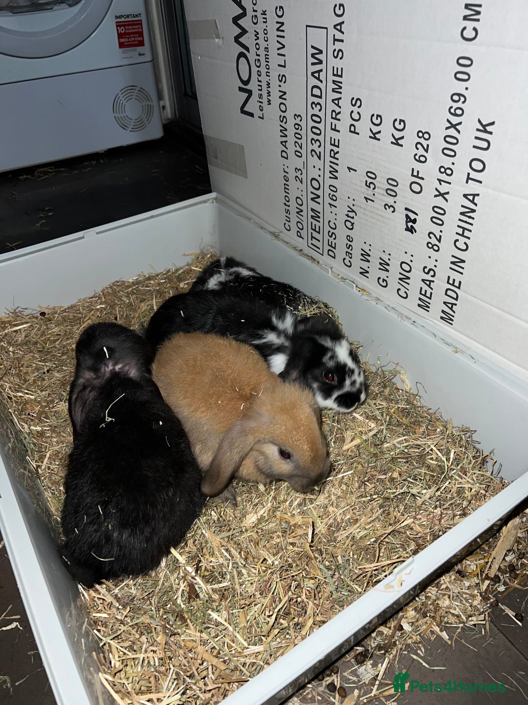 Mini Lop rabbits for sale: Mini lop - Advert 3