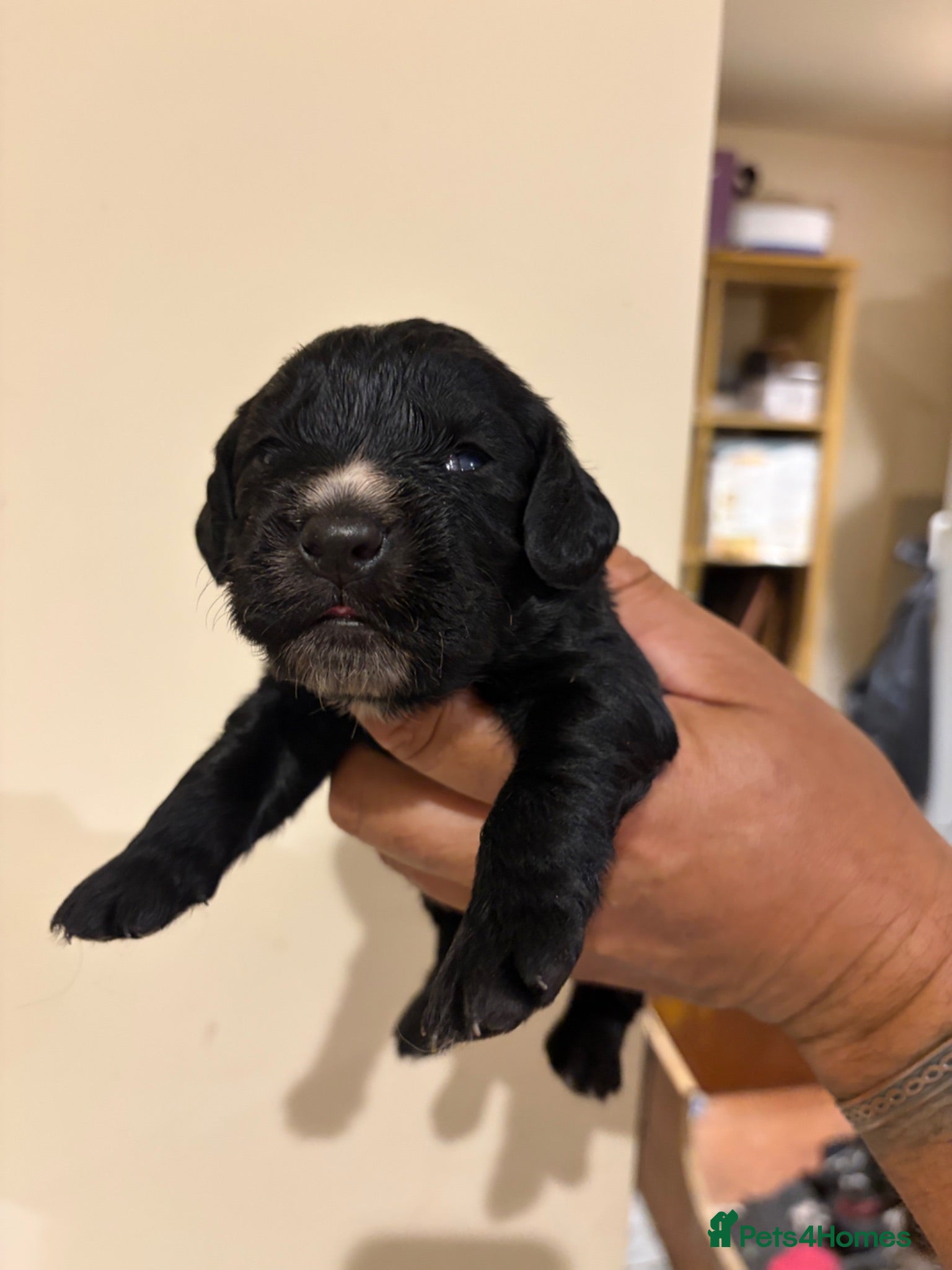 Sprocker dogs Beautiful Sprocker spaniels - 3/4 cocker  - Advert 1