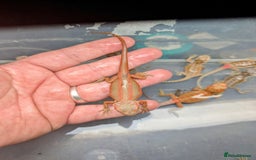 Bearded Dragon reptiles for sale: 50% & 100% red monster bearded dragons  - Image 19