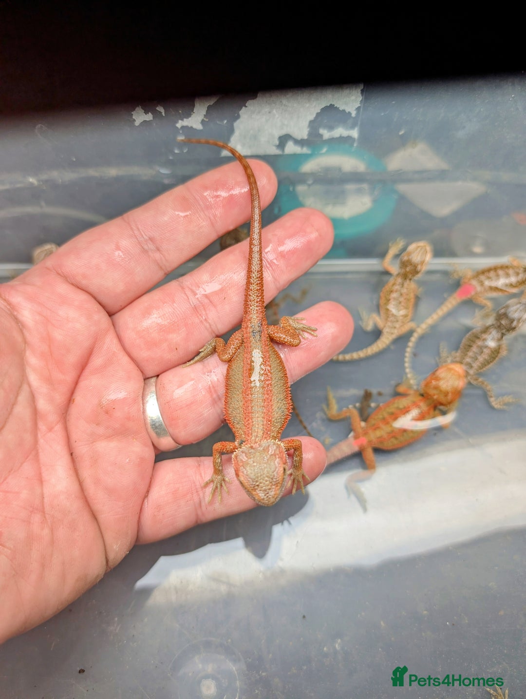 Bearded Dragon reptiles for sale: 50% & 100% red monster bearded dragons  - Image 19