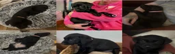 Labrador Retriever dogs for sale: Labrador puppies ready for forever homes - Advert 2