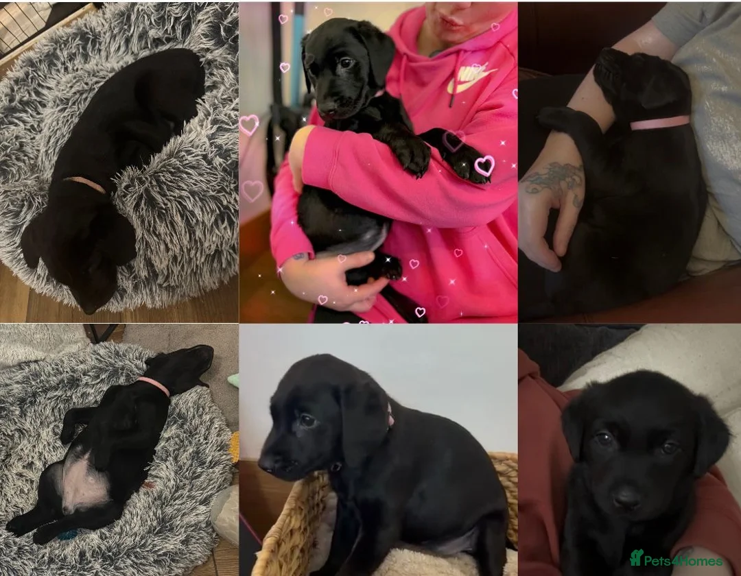 Labrador Retriever dogs for sale: Labrador puppies ready for forever homes - Advert 2