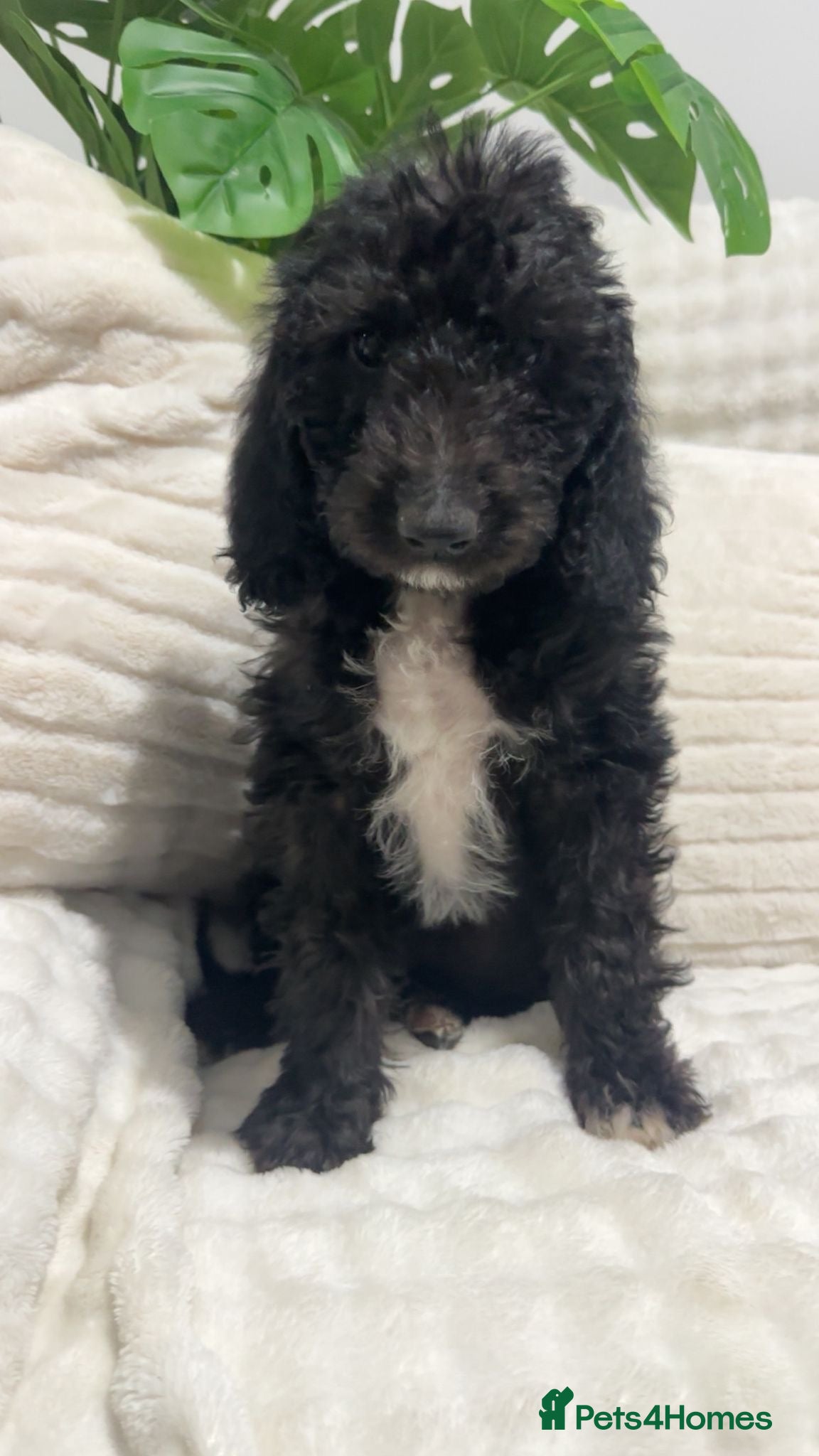 Australian Labradoodle dogs Australian Labradoodles⭐️ 3 black females left⭐️ - Advert 5