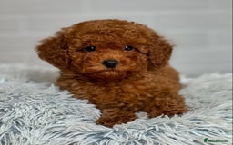 Maltipoo dogs for sale: Beautiful Best Friends Maltipoo toy puppies - Image 13