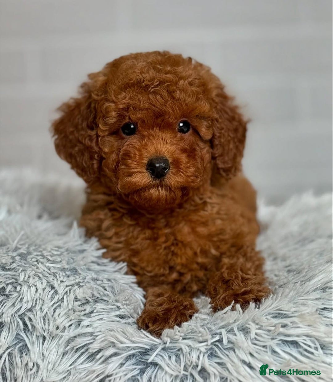 Maltipoo dogs for sale: Beautiful Best Friends Maltipoo toy puppies - Image 13