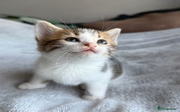 Mixed Breed cats for sale: Adorable Kittens Looking for Their Forever Homes ✨ - Image 11