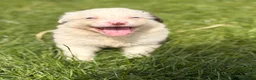 Border Collie dogs for sale: BEAUTIFUL BC PUPS, HEALTH TESTED CLEAR PARENTS  - Advert 22