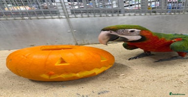 Macaws birds - Advert 9