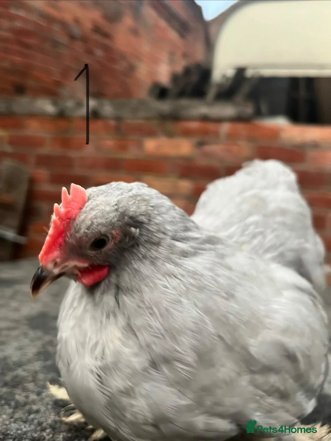 Turkeys poultry for sale: Lavender Pekin Bantam Pullets + Cockerels - Advert 2